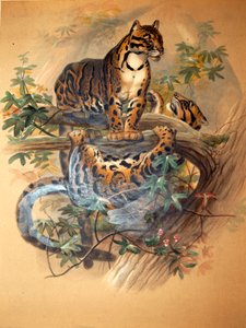 Leopardo Nebuloso, 1861 da Joseph Wolf